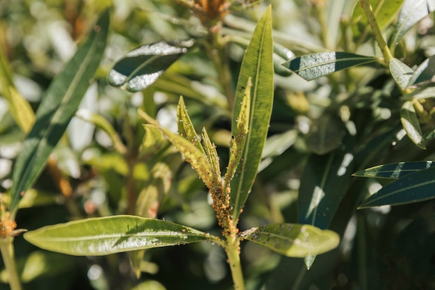 Texture della vegetazione naturale