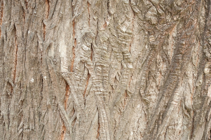 Foto gratuito texture di corteccia