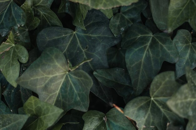 Texture di foglie verdi