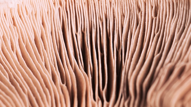 Texture di funghi macro