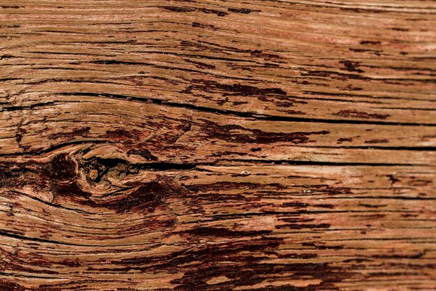 Texture in rilievo della corteccia di quercia