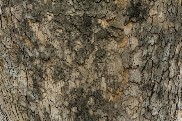 Texture in rilievo della corteccia marrone di un albero da vicino