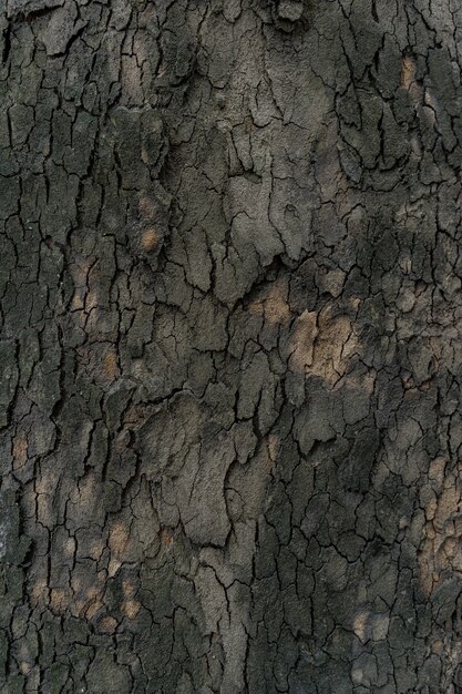 Texture in rilievo della corteccia scura di un albero da vicino