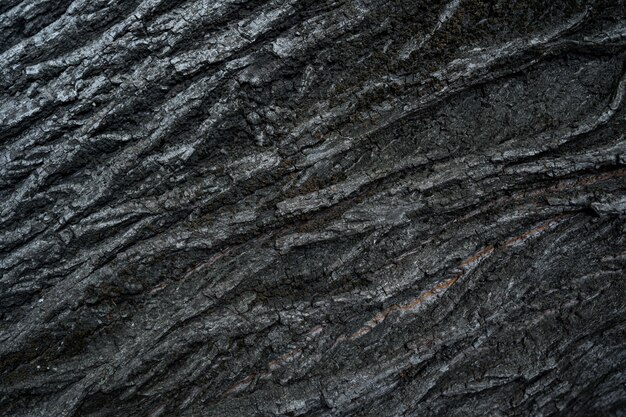 Texture in rilievo della corteccia scura di un albero da vicino