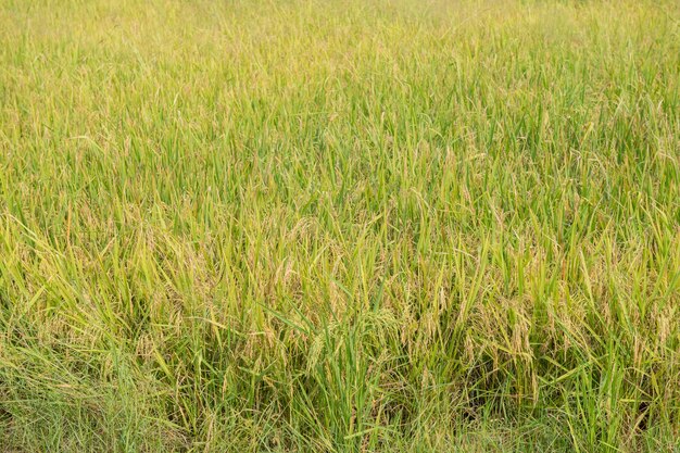 Thailandia tradizionale coltivazione del riso. Paesaggio di coltivazione del riso in autunno. Campo di riso e il cielo. semi di riso tailandese in un orecchio di risaia. Bellissimo campo di riso e spiga di riso Mattina sole contro nuvole e cielo.