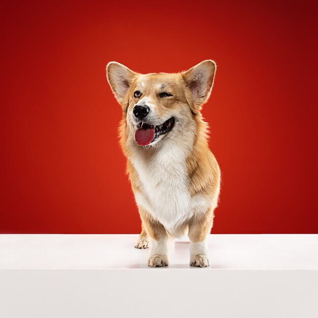 Ti darò tutte le mie emozioni. Il cucciolo di Welsh Corgi Pembroke è in posa. Cagnolino o animale domestico lanuginoso sveglio è seduto isolato su priorità bassa rossa. Servizio fotografico in studio. Spazio negativo per inserire il testo o l'immagine.