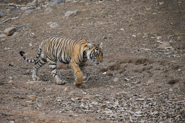 Tigre nel suo habitat naturale