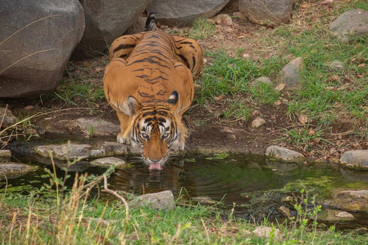 Tigre nel suo habitat naturale