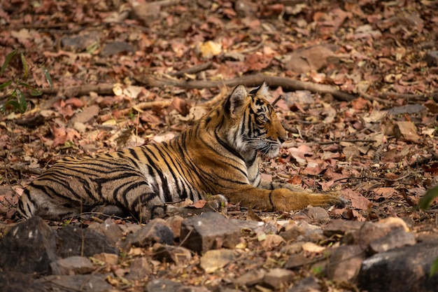 Tigre nel suo habitat naturale