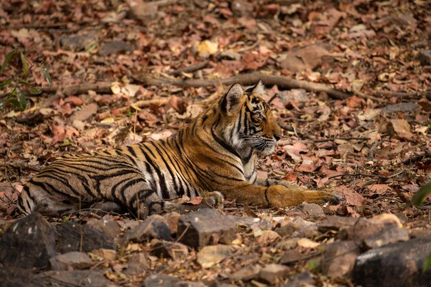 Tigre nel suo habitat naturale