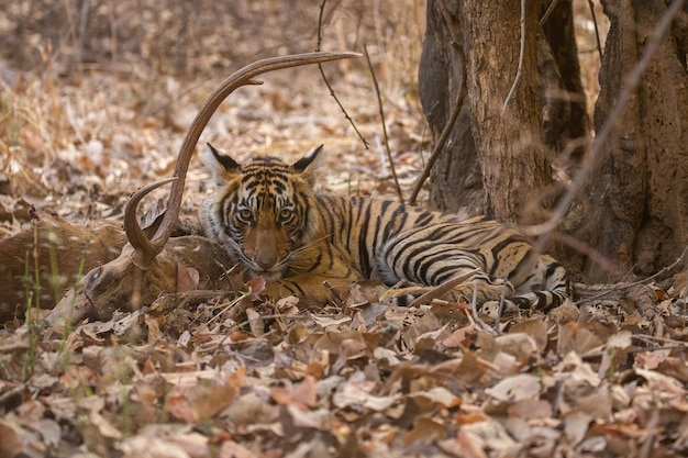 Tigre nel suo habitat naturale