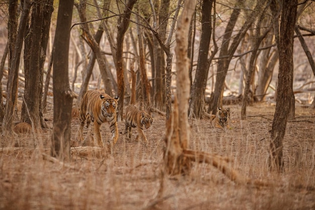 Tigre nell'habitat naturale Tigre maschio che cammina con la testa sulla composizione Scena della fauna selvatica con animali pericolosi Estate calda nel Rajasthan India Alberi secchi con una bella tigre indiana Panthera tigris
