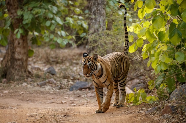 Tigre nell'habitat naturale Tigre maschio che cammina con la testa sulla composizione Scena della fauna selvatica con animali pericolosi Estate calda nel Rajasthan India Alberi secchi con una bella tigre indiana Panthera tigris