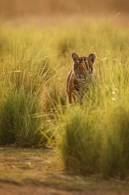 Tigre reale selvaggia del Bengala nell'habitat naturale del Parco nazionale di Ranthambhore