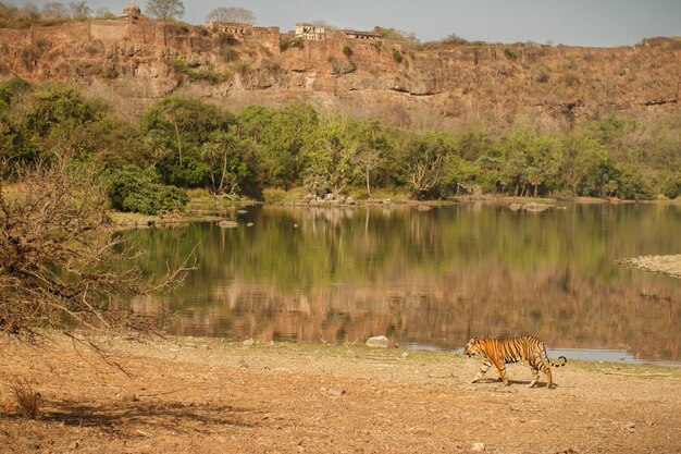 Tigre reale selvaggia del Bengala nell'habitat naturale del Parco nazionale di Ranthambhore