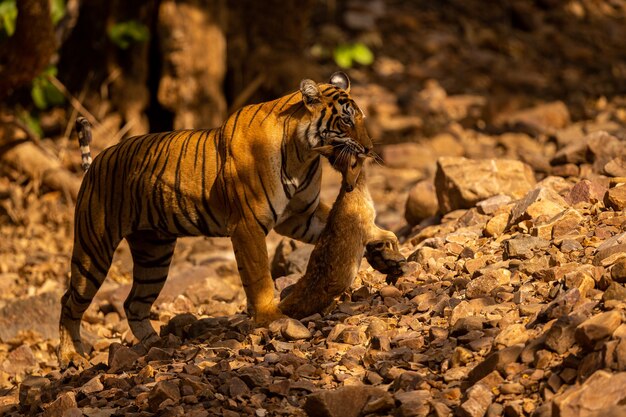 Tigre stupefacente nell'habitat naturale. Posa della tigre durante il periodo della luce dorata. Scena della fauna selvatica con animali pericolosi. Estate calda in India. Zona asciutta con una bellissima tigre indiana