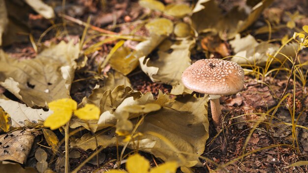 Toadstool in foresta con foglie secche