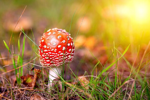 Toadstool rosso