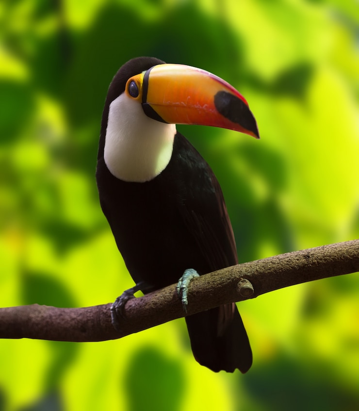 Foto gratuito toco toucan (ramphastos toco)