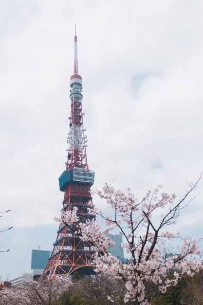 torre di Tokyo a sakura