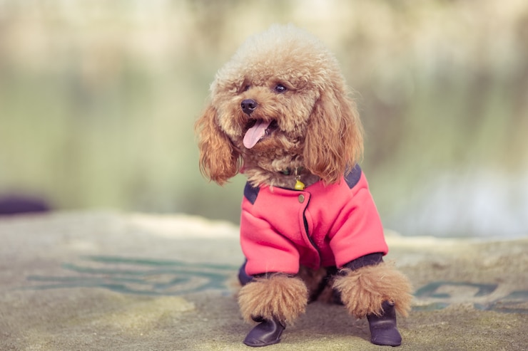 Foto gratuito toy poodle che gioca in un parco
