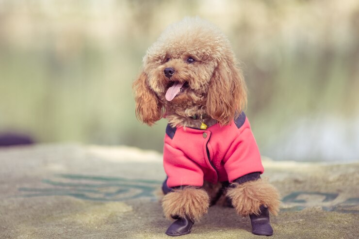 Foto gratuito toy poodle che gioca in un parco