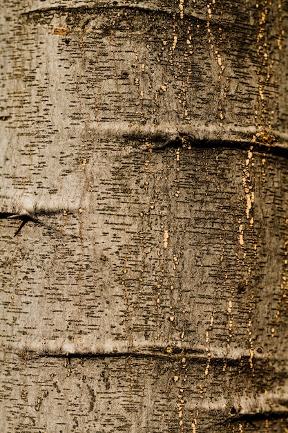 Trama in rilievo della corteccia di quercia close-up