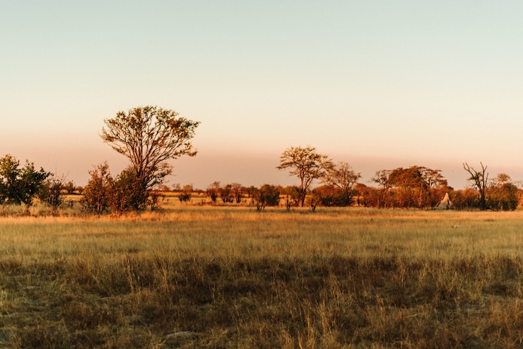 Foto gratuito tramonto nel parco nazionale di hwange, zimbabwe