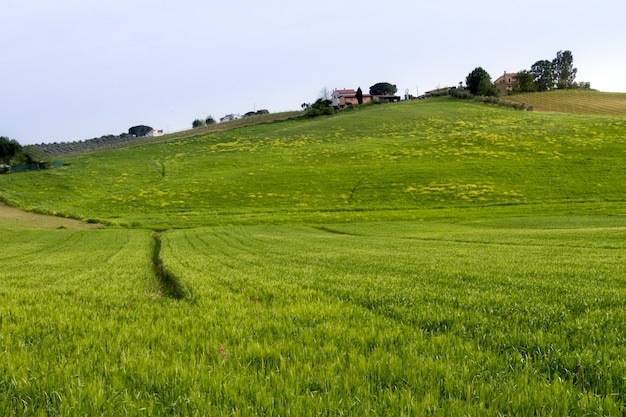 Tranquillo campo verde con alberi