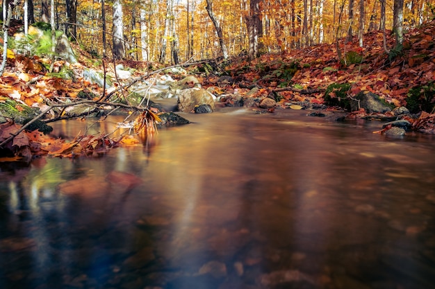 Tranquillo stagno in una foresta con rami caduti in autunno