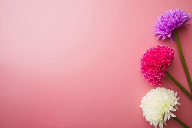 Tre bellissimi fiori colorati su sfondo rosa