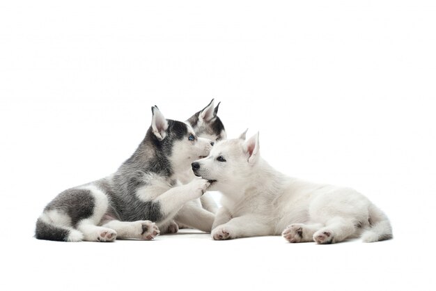 Tre diversi colori di pelliccia graziosi cuccioli di cane husky siberiano, neri, bianchi e grigi con gli occhi azzurri, che riposano e giocano tra loro. Simpatici animaletti in attesa di cibo, sdraiato sul pavimento.