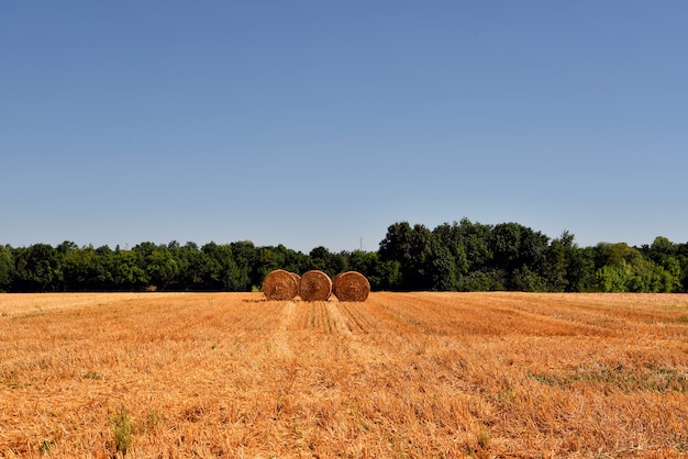 Tre fieni di erba secca su un campo agricolo circondato da verdi sotto il cielo blu