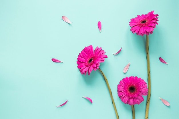 Tre fiori rosa gerbera con petali