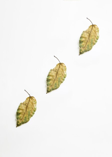 Tre foglie secche disposte diagonalmente
