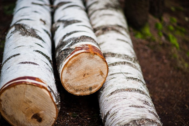 Tre grandi tronchi tagliati di betulla nella foresta