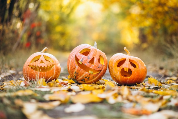 Tre zucche sveglie di Halloween nel parco di autunno