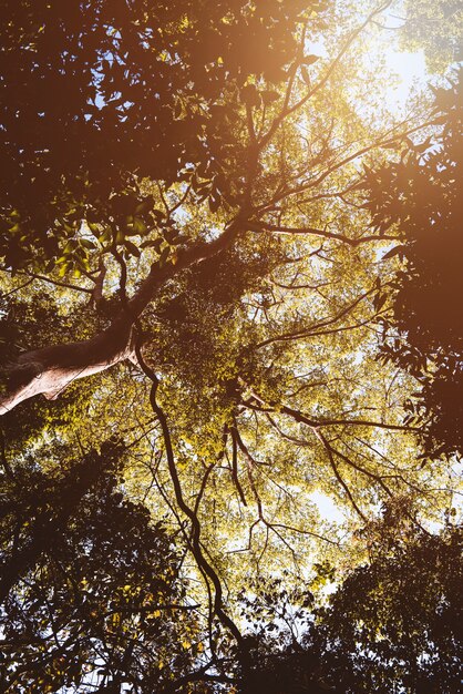 Tree Branch Nature Flora Sunshine