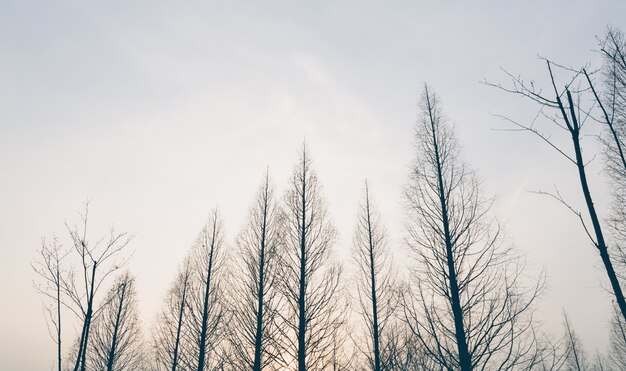 Treetops in una giornata invernale