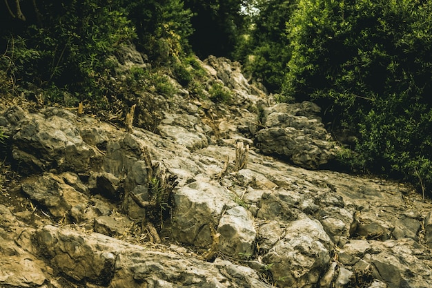 Trekking forestale del legno avanti bosco di paesaggio