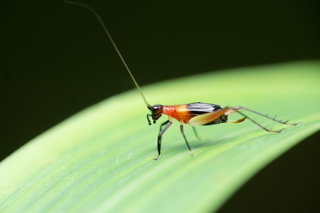 Trig cricket (Phyllopalpus pulchellus) su una foglia isolata su sfondo nero