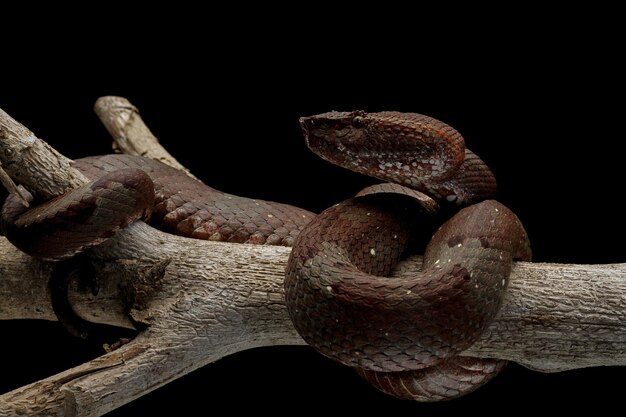 Trimeresurus puniceus serpente Trimeresurus puniceus closeup testa