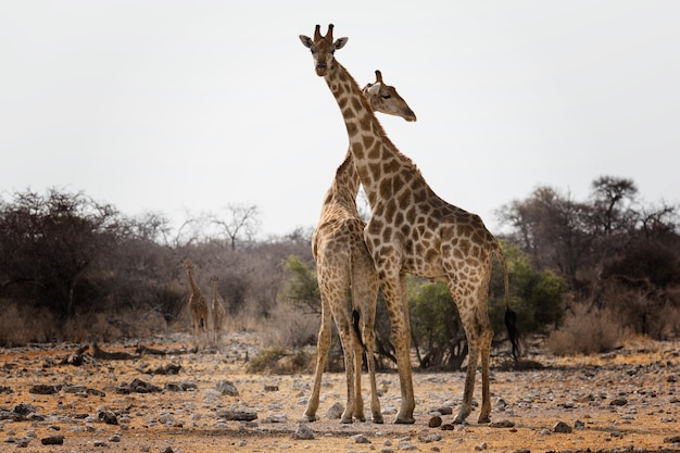 Triste vista di due giraffe nel mezzo di una foresta dopo gli incendi di Australllian