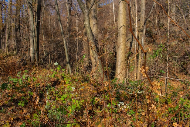 Tronchi in mezzo a una foresta