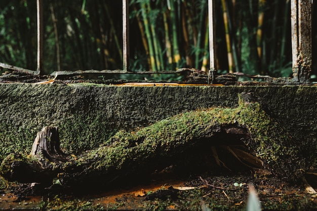 Tronco con muschio nella foresta