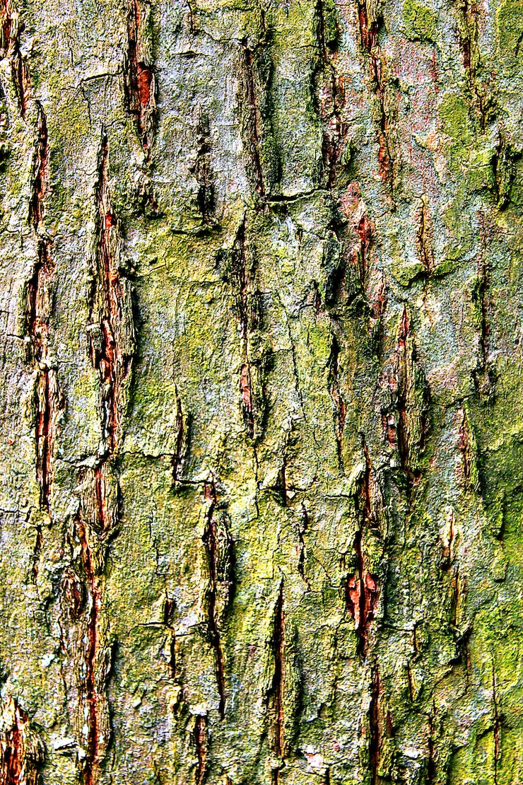 Foto gratuito tronco d&#39;albero con muschio