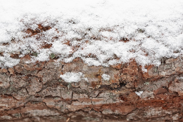 Tronco d'albero in legno con neve