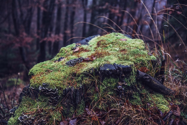 Tronco di albero con muschio nella foresta