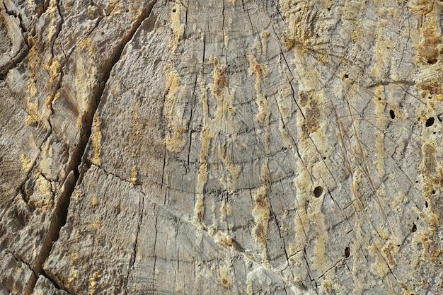 Tronco di un albero sporca