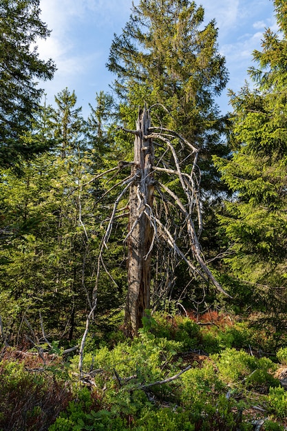 tronco nudo nella foresta